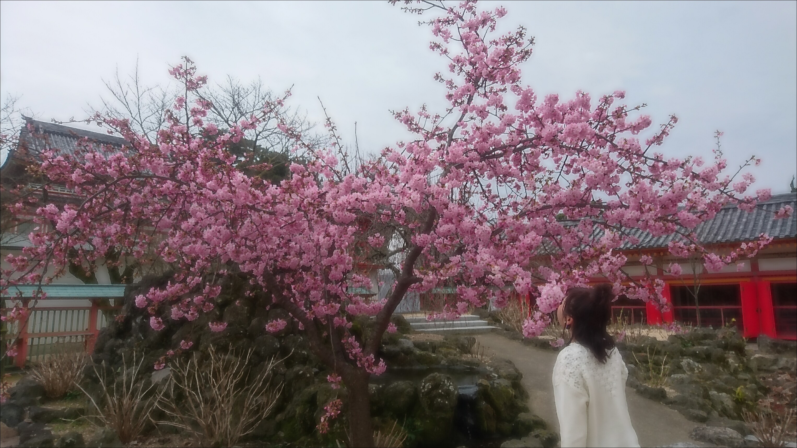 河津桜 福山市の交通事故の治療なら 千田町鍼灸接骨院